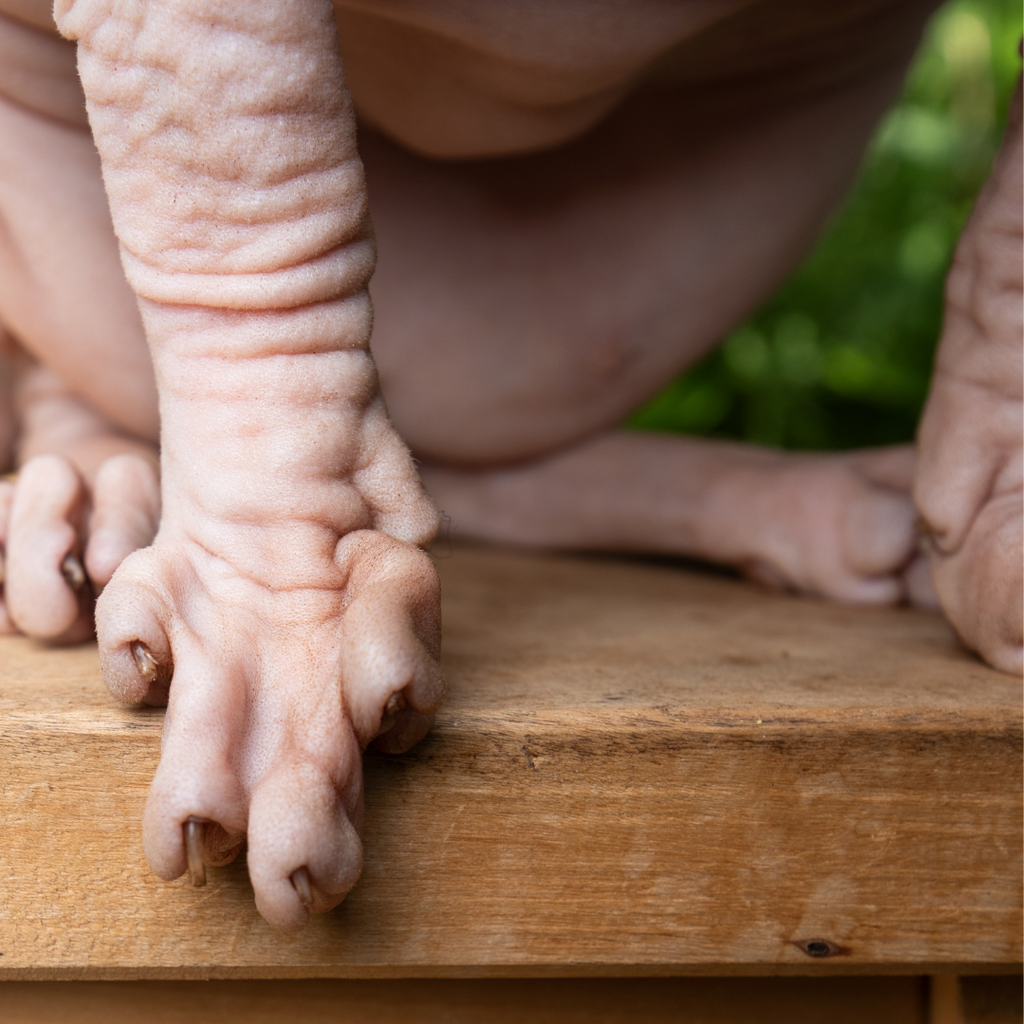 The Secret Superpower in Your Cat’s Paw: The Carpal Pad