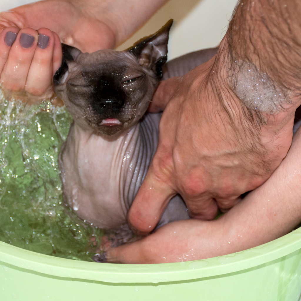 A Spa Day So Good… Your Sphynx Will Think It’s Christmas Again!