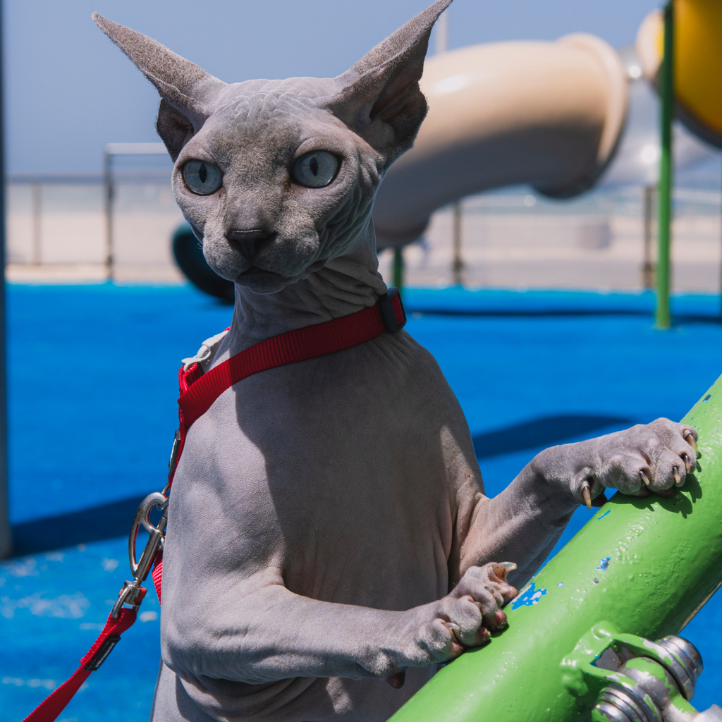Can Sphynx Cats Swim? A Fun Guide to Water-Loving Hairless Cats