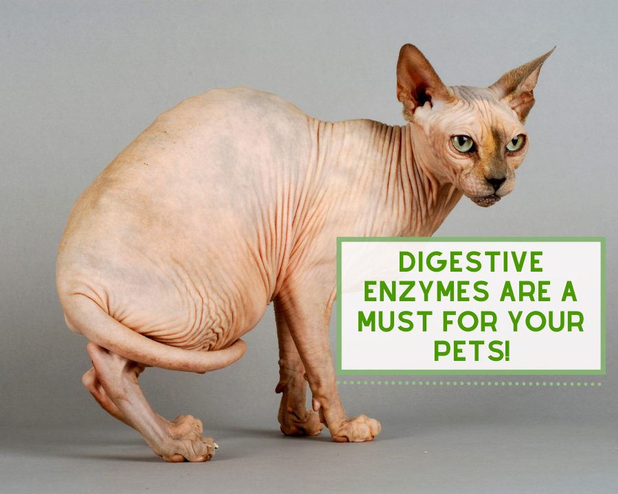 Digestive Enzymes Are a Must for Your Pets!