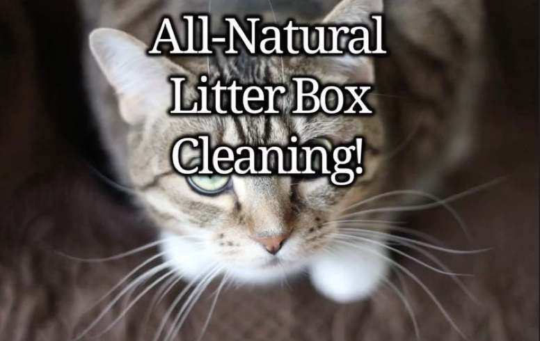 All Natural Litter Box Cleaning Solutions!