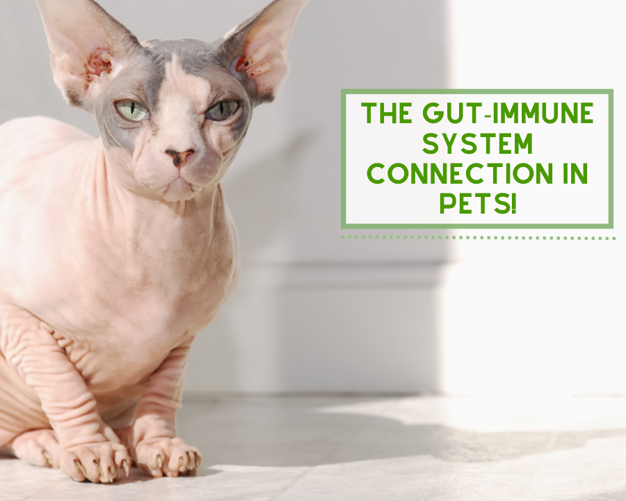 The Gut-Immune System Connection in Pets!