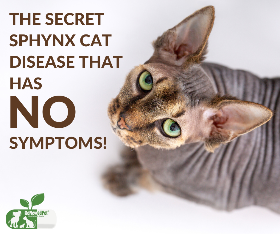 The Sphynx Cat Disease that Has NO Symptoms!