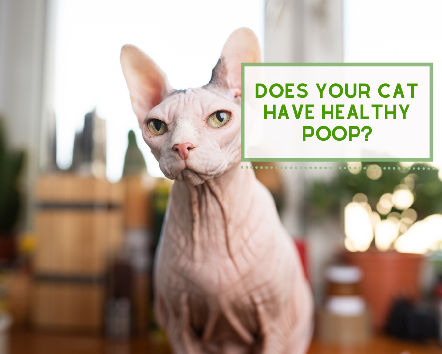 Is Your Cat's Poop Healthy?