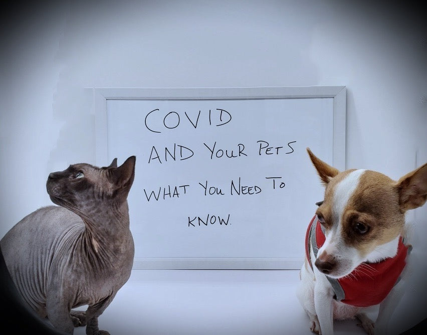 COVID-19 and your Pets; What you Need to Know!