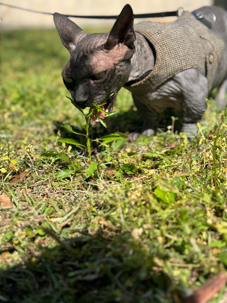 Tips For Cleaning Your Sphynx Cat’s Clothes Or Harness