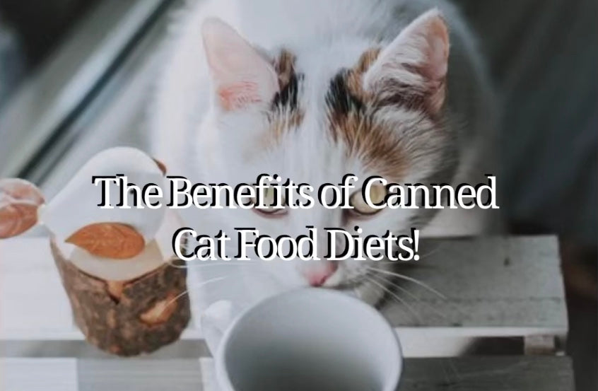 BENEFITS OF CANNED CAT FOOD DIET!