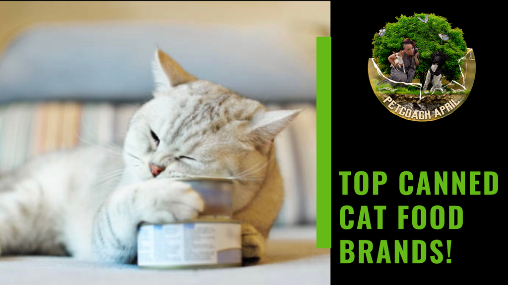TOP CANNED CAT FOOD BRANDS!