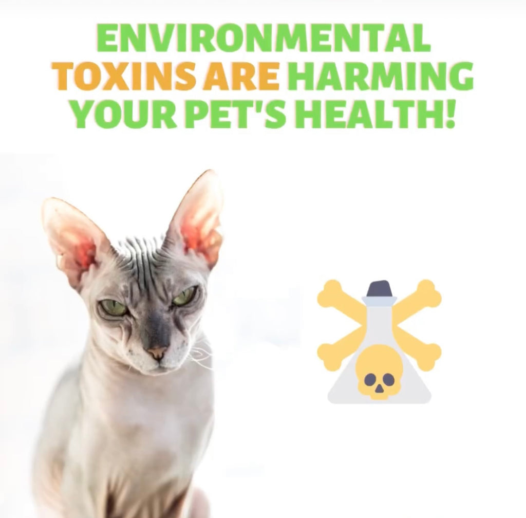 Are your Air Fresheners TOXIC to your Pets?