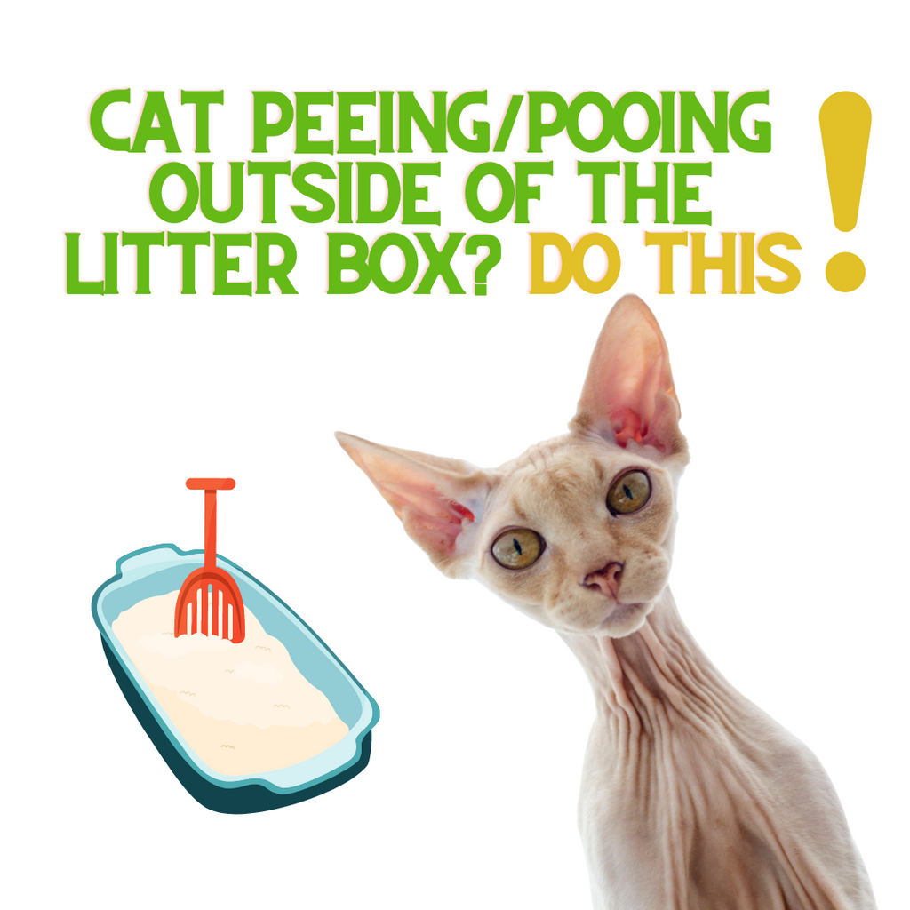 If Your Cat Is NOT Using The Litter Box - Do THIS! Part 1...