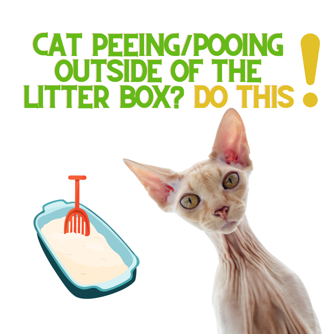 If Your Cat Is NOT Using The Litter Box Do THIS Part 1. ReNewedPet