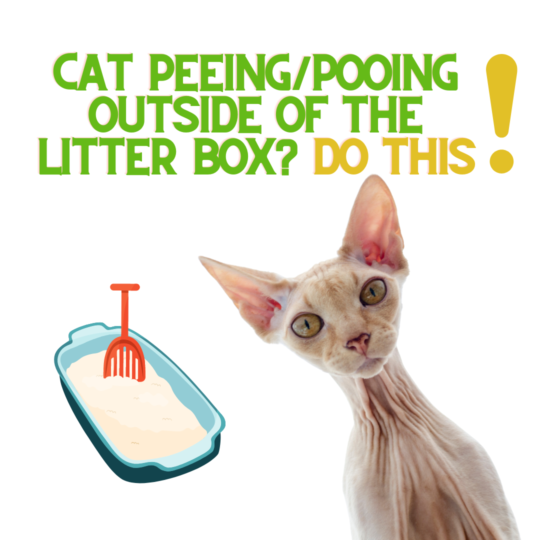 Cat peeing and pooping outside box hot sale