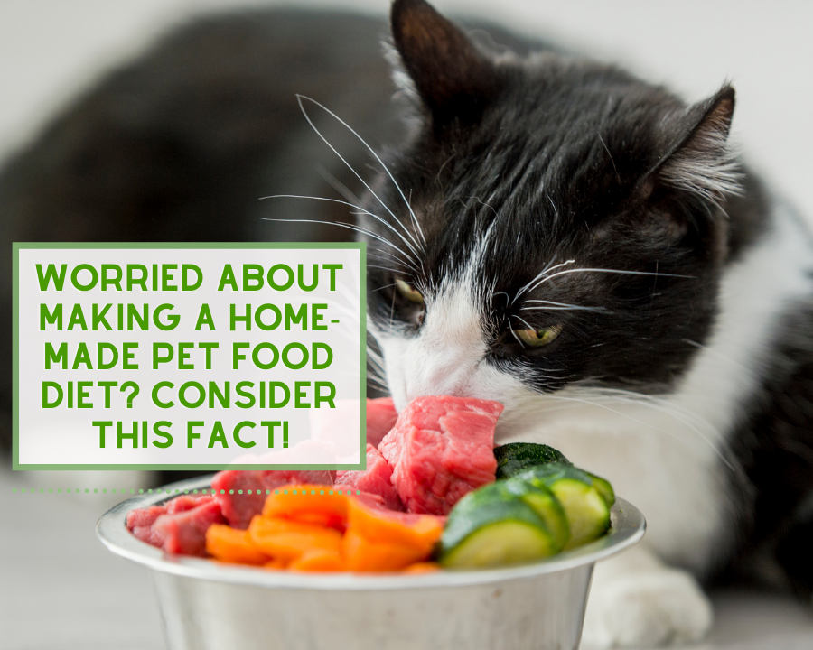 Worried About Making Your Own Homemade Pet Food? Consider This!