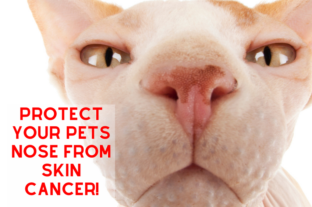 Prevent Pet Nose CANCER!