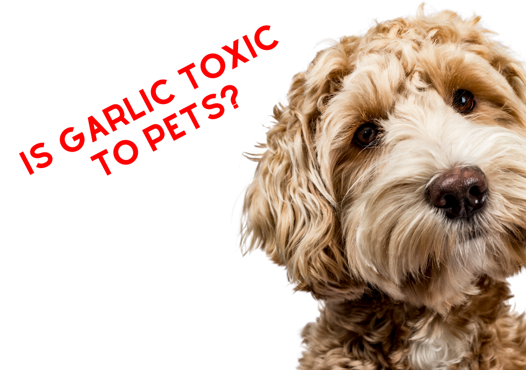 Is Garlic Toxic to our Pets?