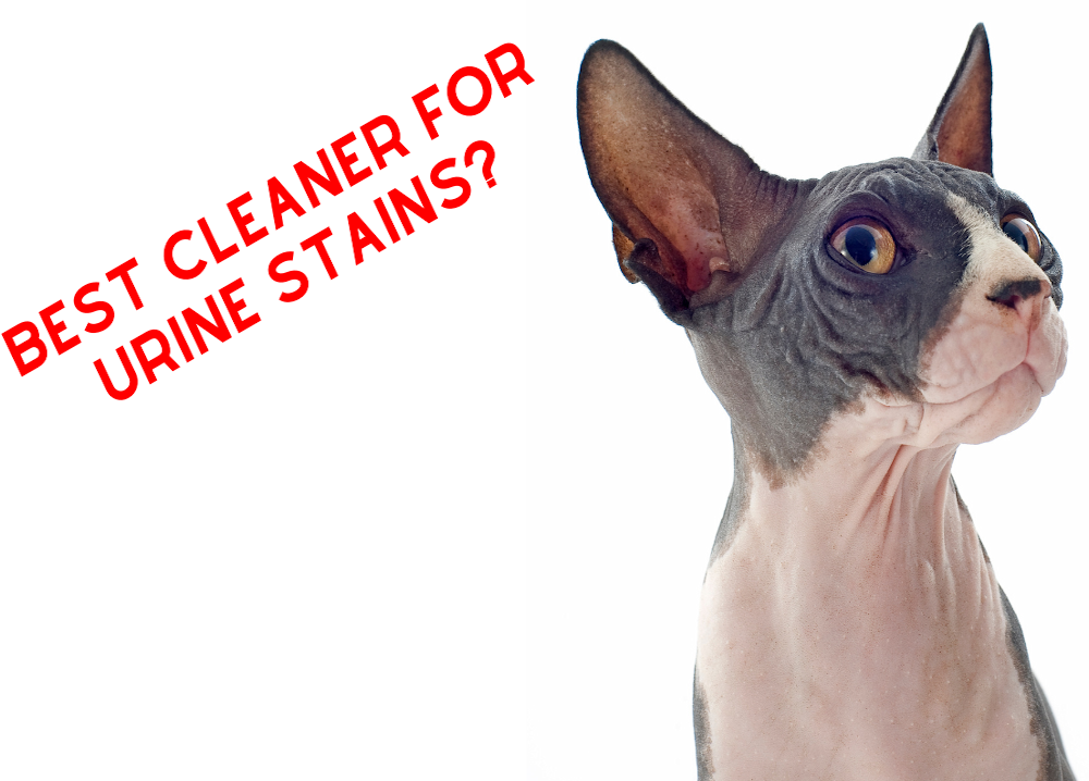 Best Pet URINE STAIN Remover!