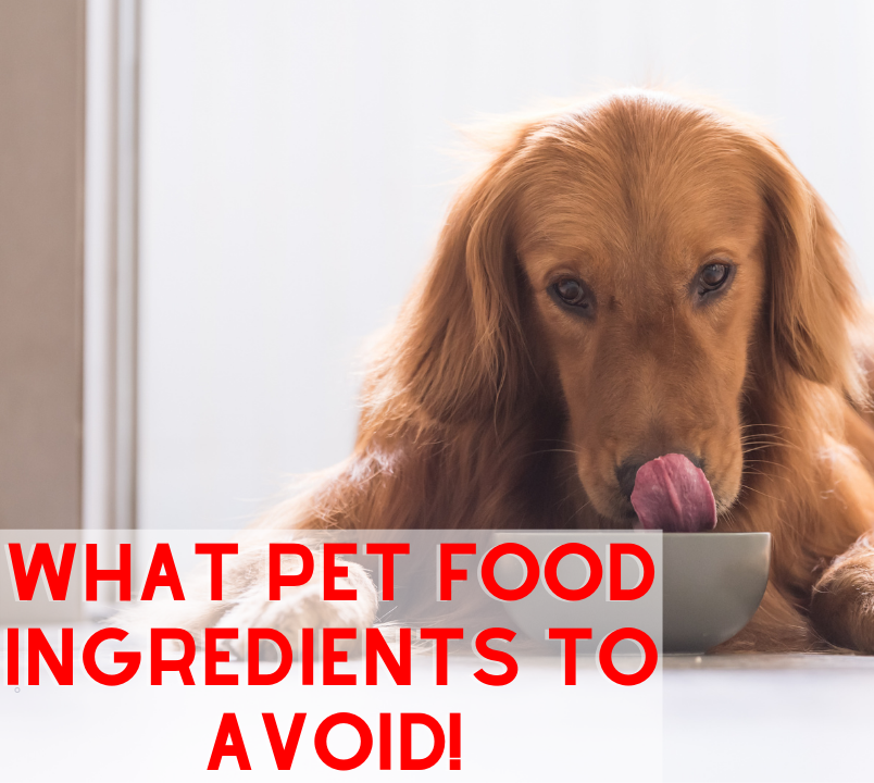 What Pet Food Ingredients to AVOID!