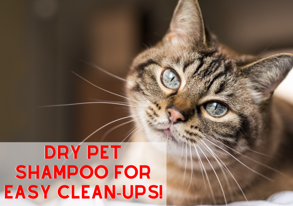 Dry Shampoo - for EASY Clean-Ups!