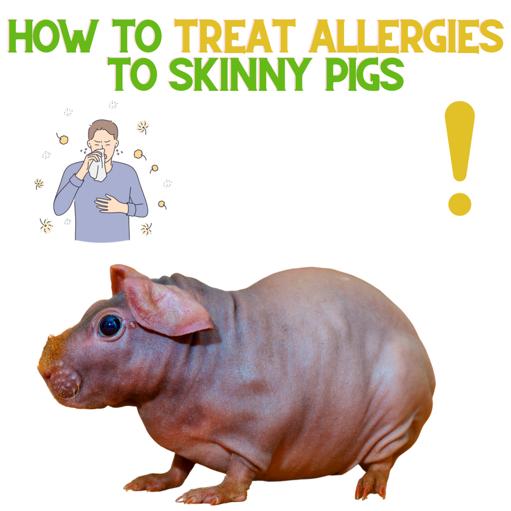 How to Treat Allergies to Skinny Pigs