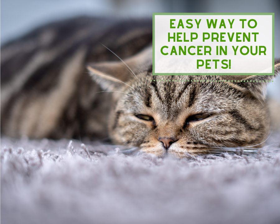 Easy Way to Prevent Pet Cancer