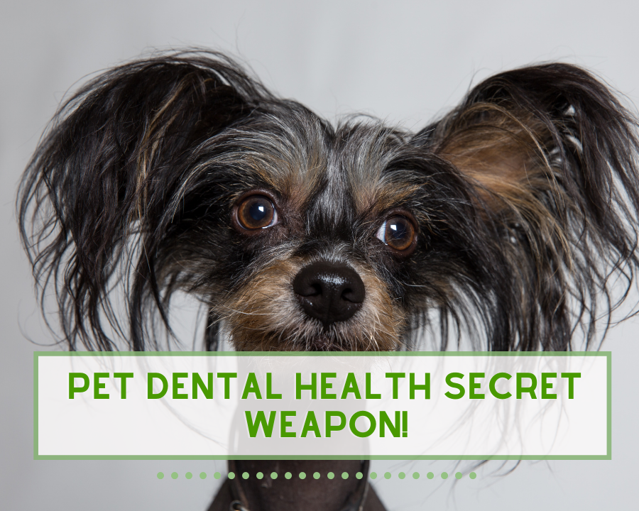 Pet Dental Health Secret Weapon!