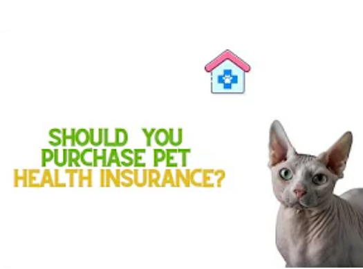 Should you Purchase Pet Health Insurance?
