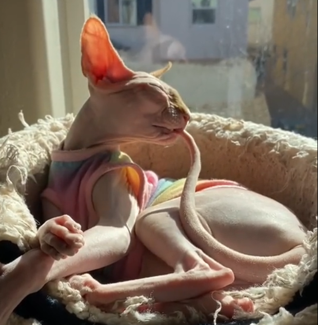 If Your Sphynx Cat Is Chewing Or Attacking Their Tail — Don’t Ignore It