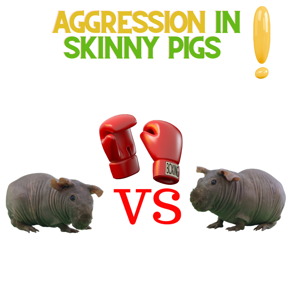 Aggression In Skinny Pigs!