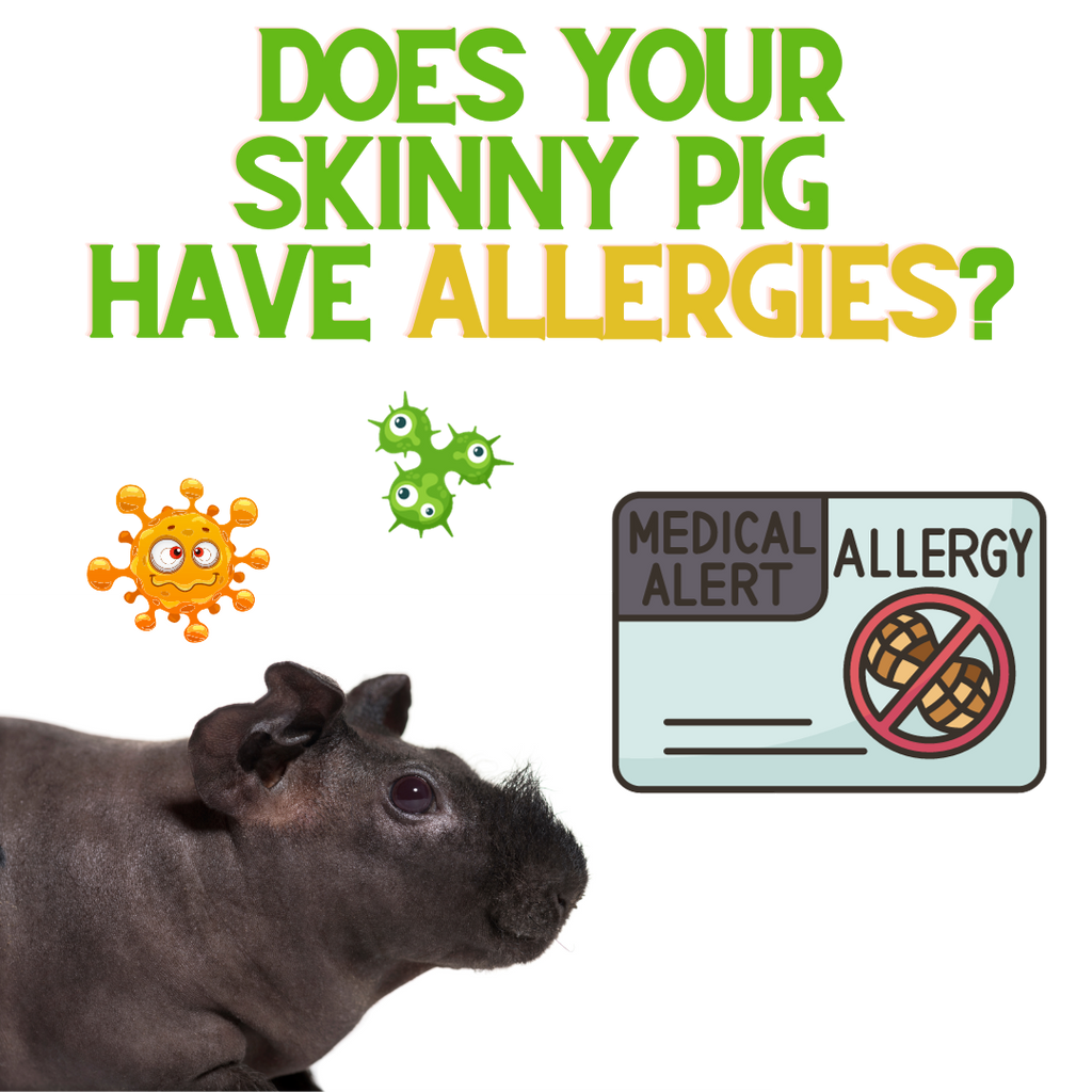 Does Your Skinny Pig Have Allergies?