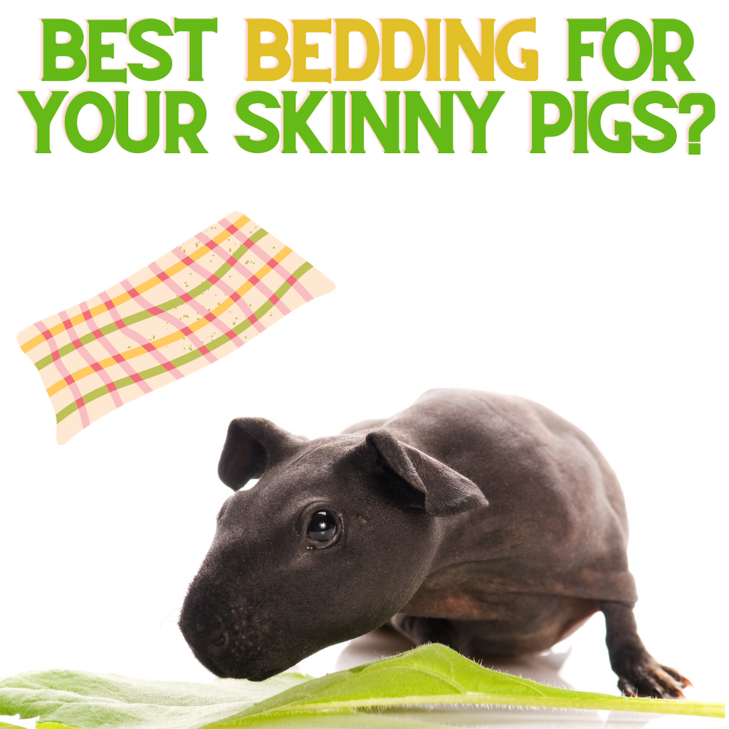 Best Bedding for Your Skinny Pigs