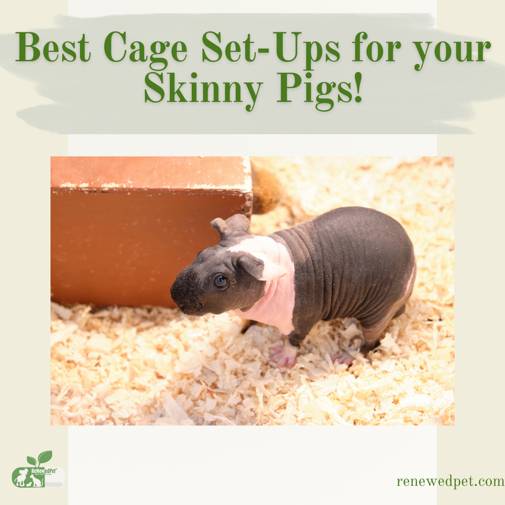 Best Cage Set-Ups for Your Skinny Pigs!