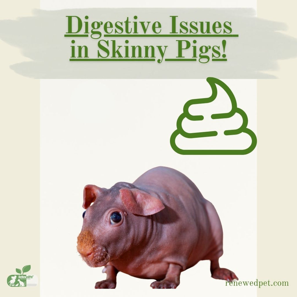 Digestive Issues in Skinny Pigs!
