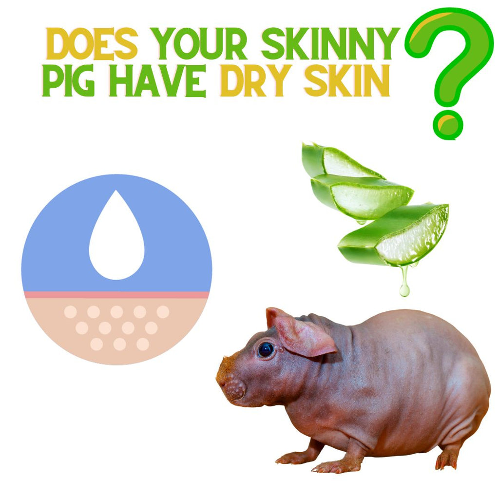 Does Your Skinny Pig Have Dry Skin?