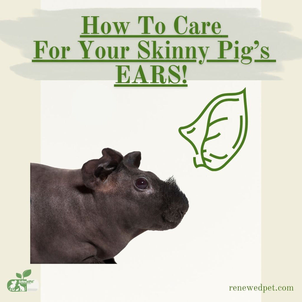 How To Care For Your Skinny Pig's Ears!