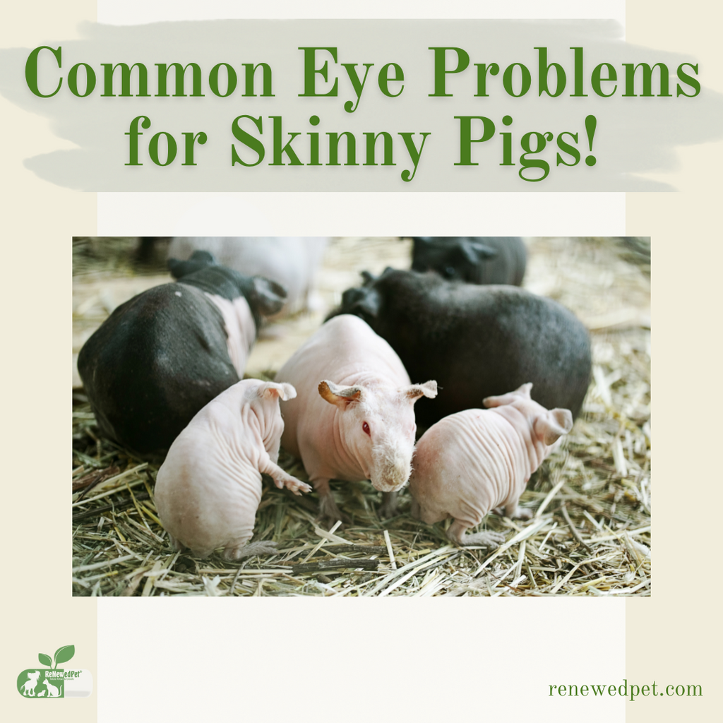 Common Eye Problems for Skinny Pigs!