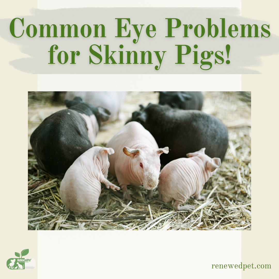 Common Eye Problems for Skinny Pigs! – ReNewedPet