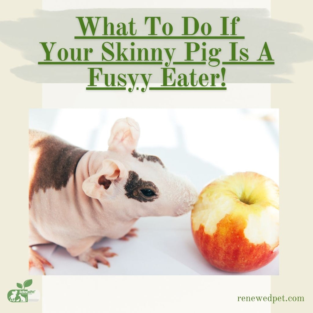 What To Do If Your Skinny Pig Is A Fussy Eater!