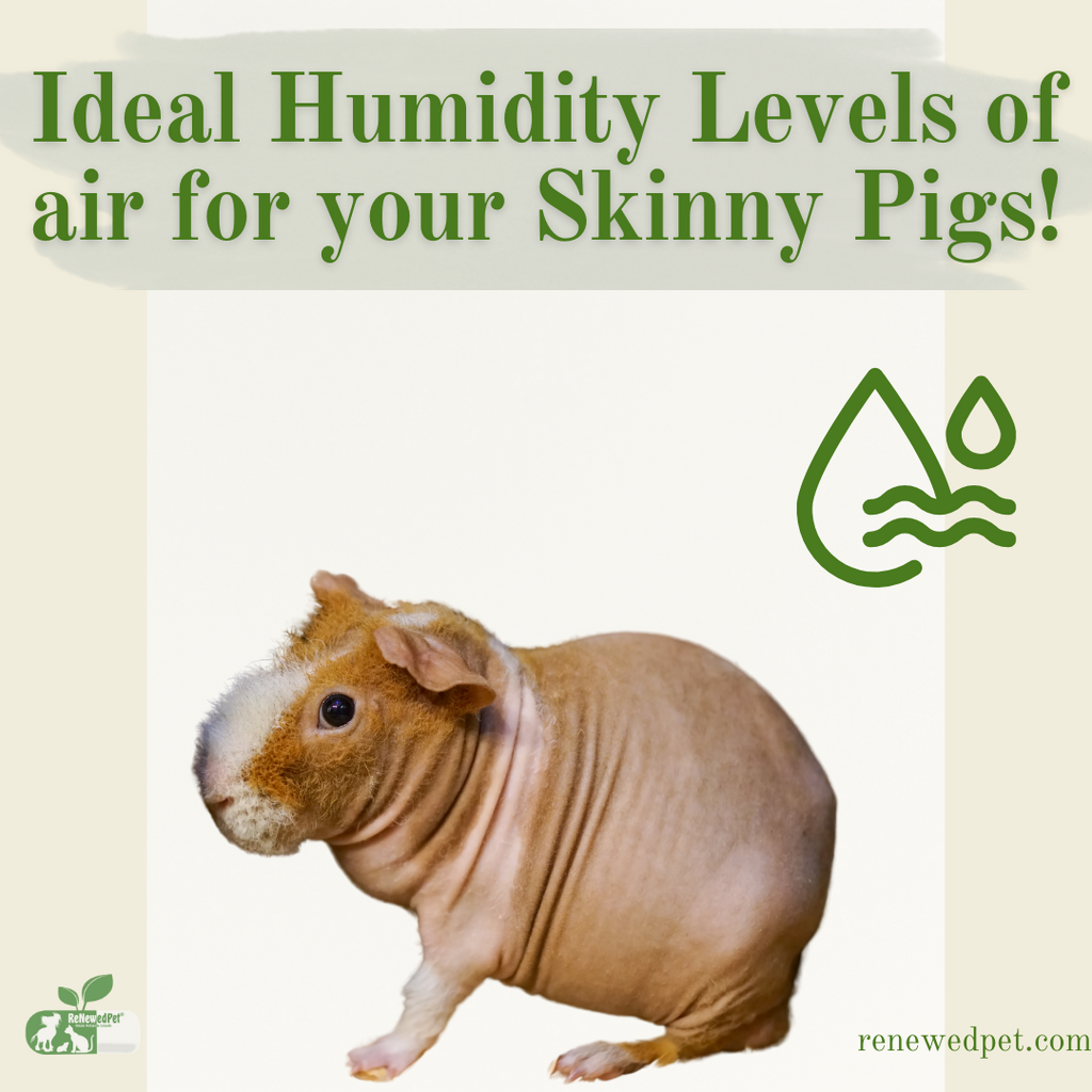 Ideal Humidity Level for Your Skinny Pigs!