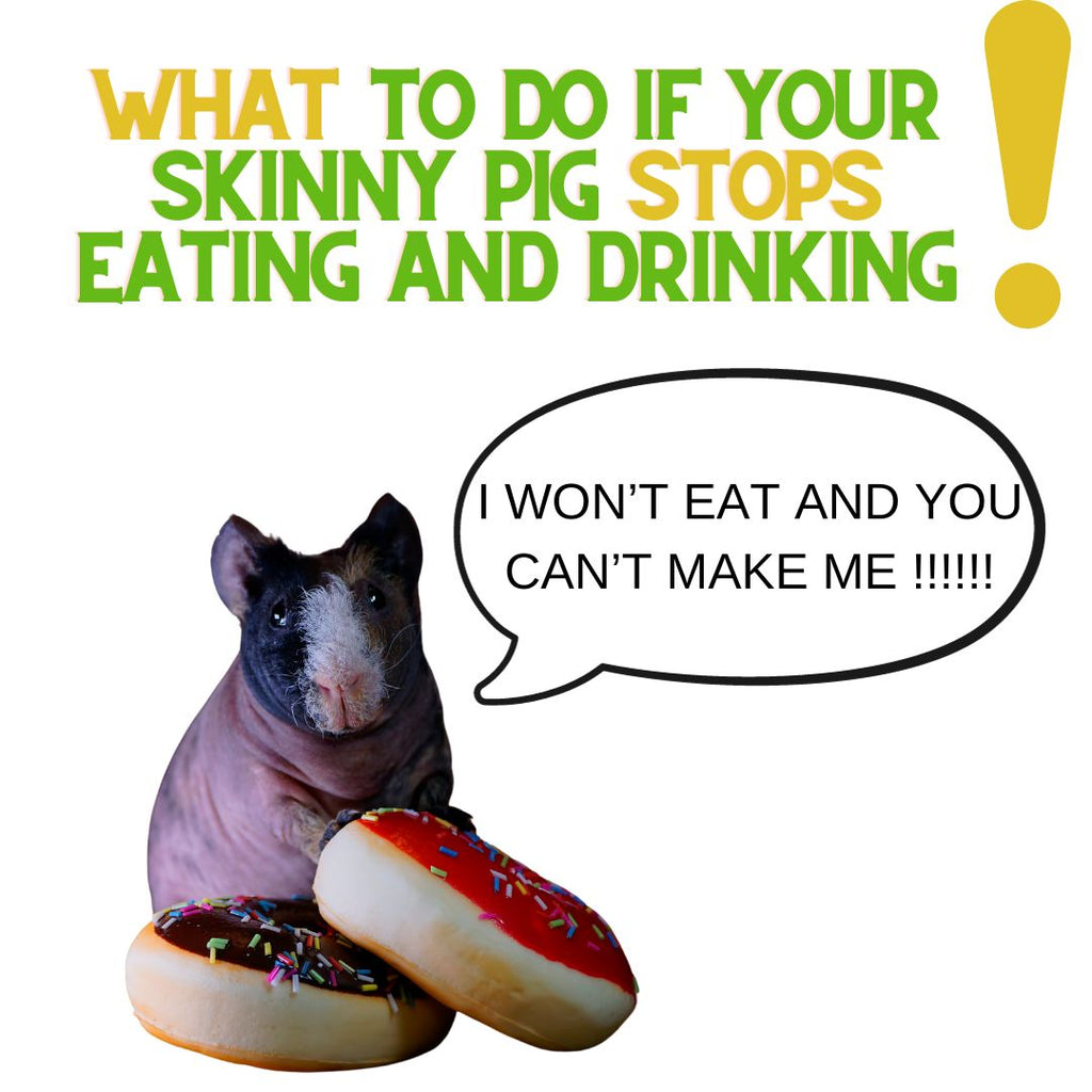 What To Do If Your Skinny Pig Won't Eat or Drink...