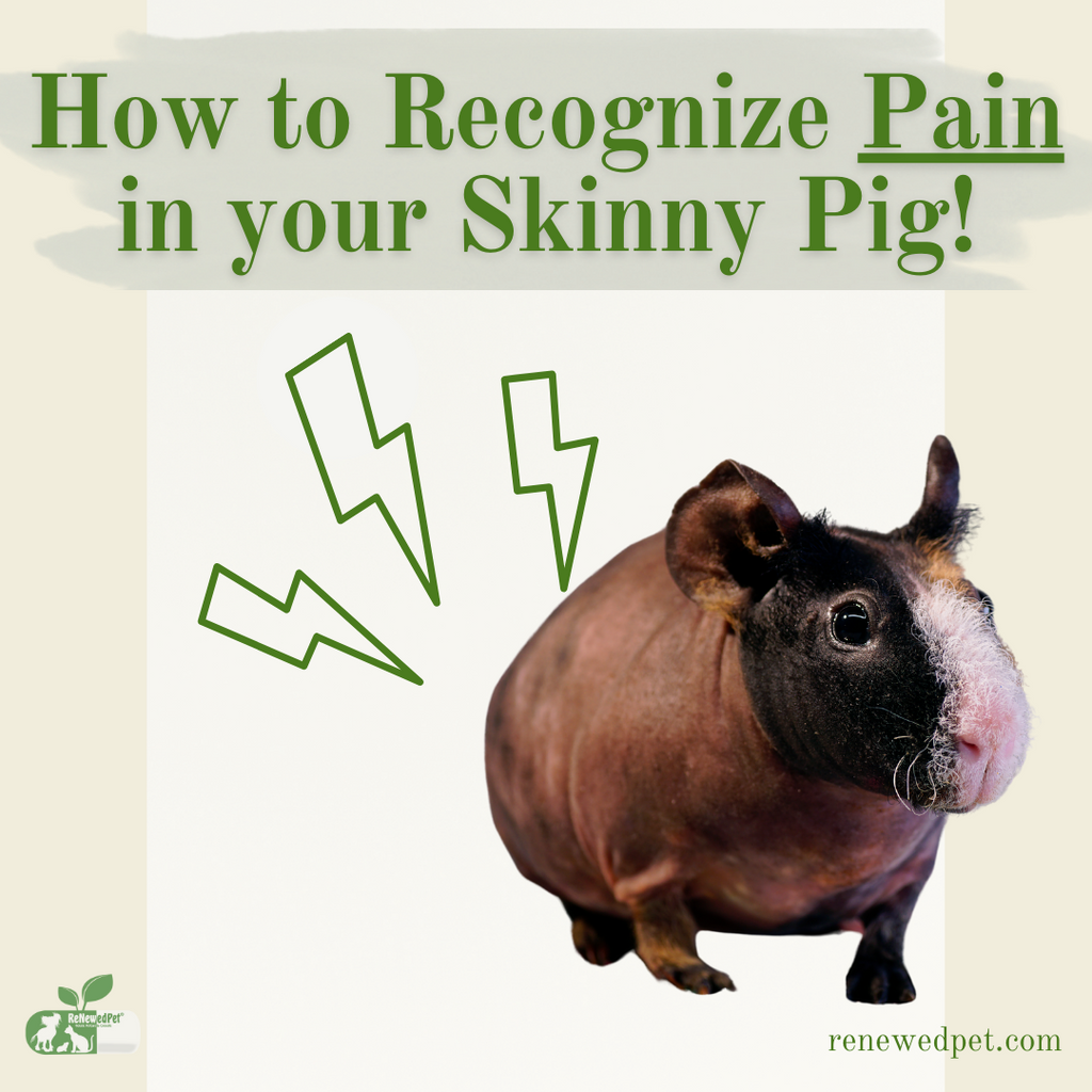 How to Recognize Pain in Your Skinny Pig!
