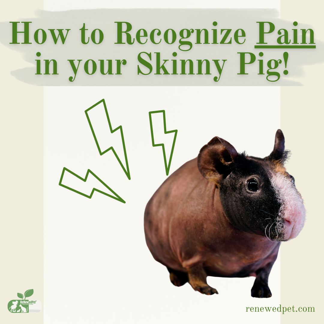 How to Recognize Pain in Your Skinny Pig! – ReNewedPet