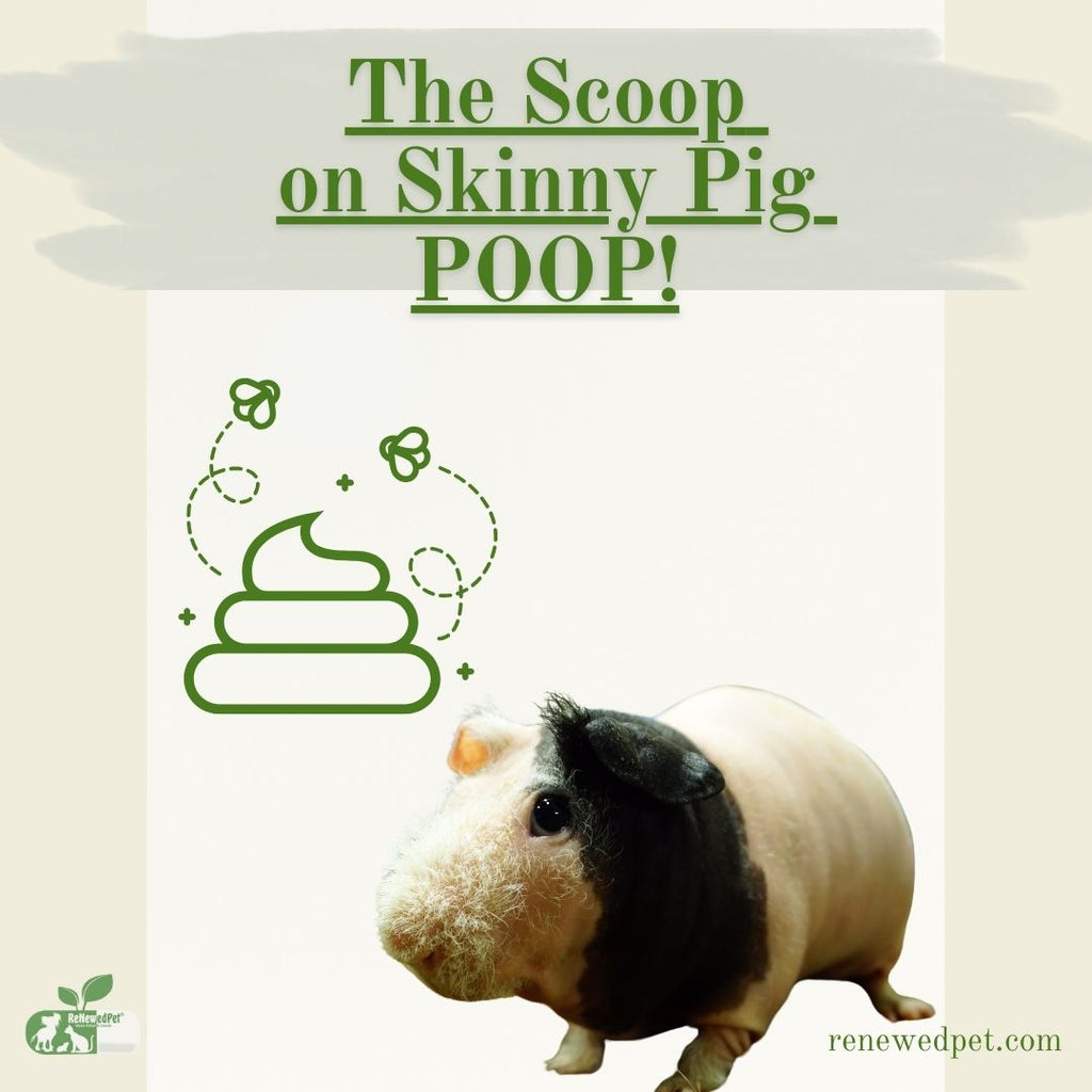 Skinny Pig Poop - What's Normal?