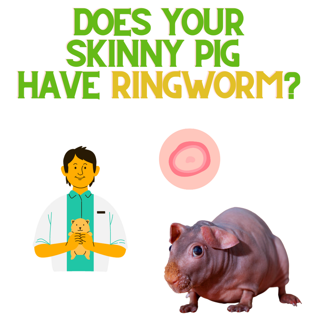 Does Your Skinny Pig Have Ringworm?