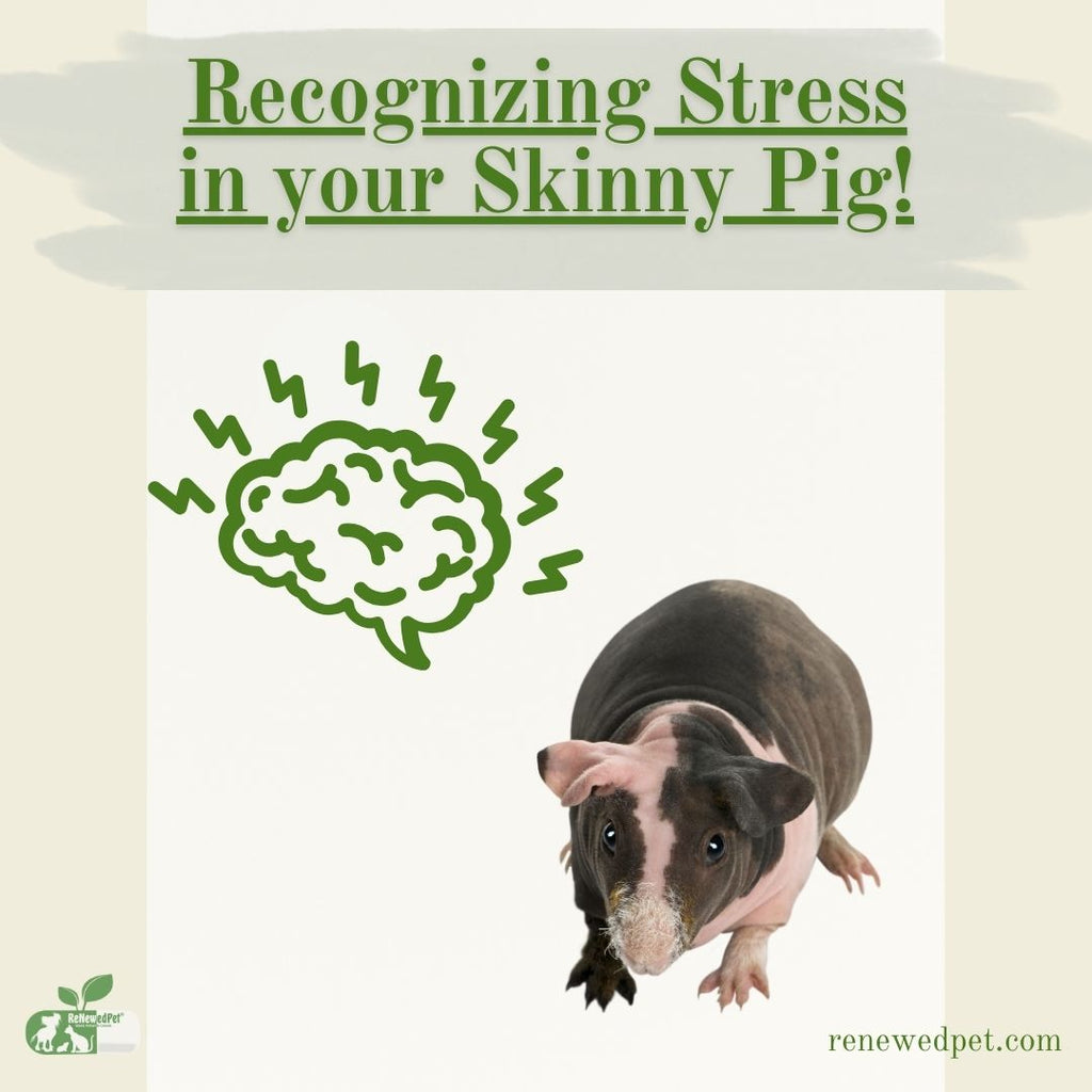 Recognizing Stress in Your Skinny Pig!
