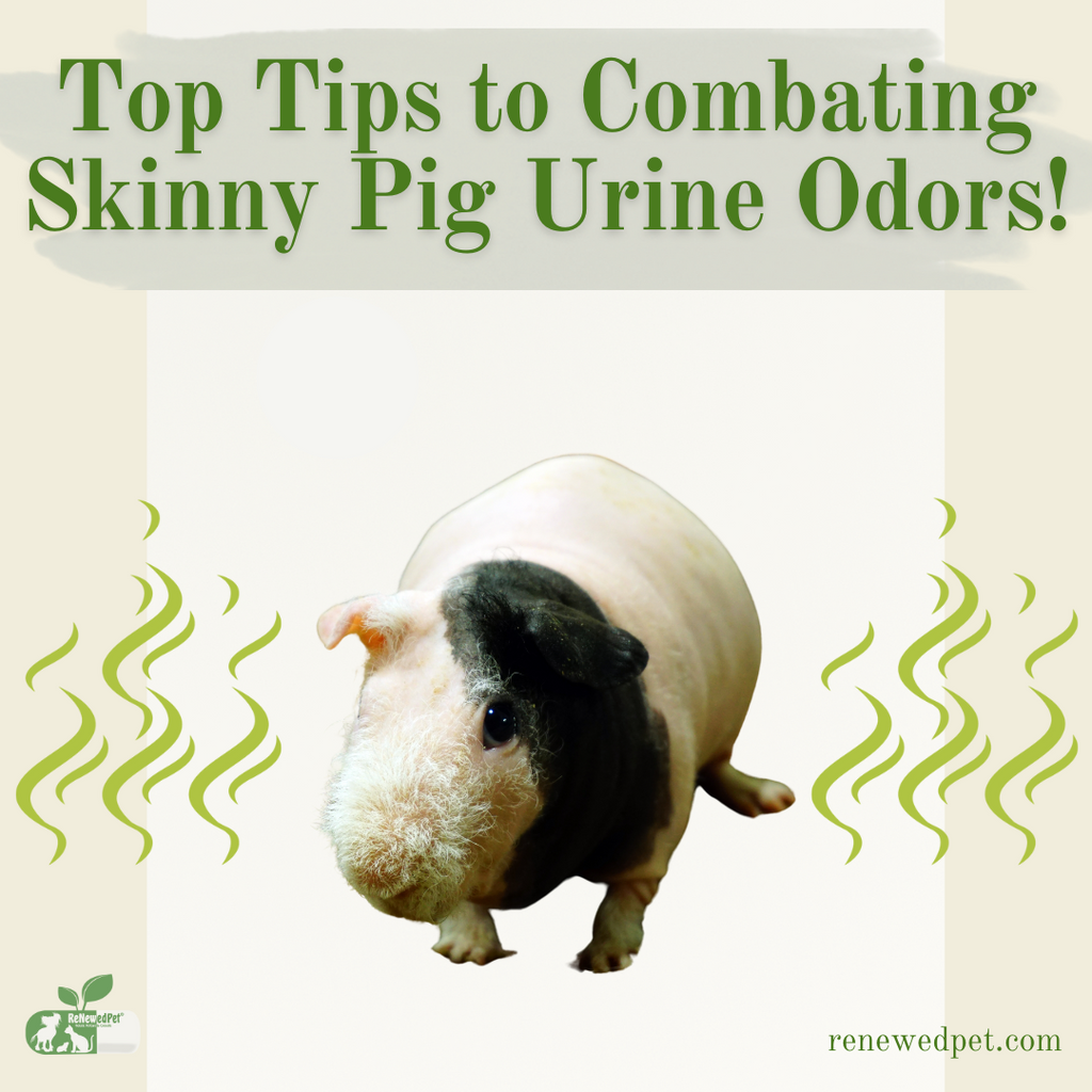 Top Tips to Combat Skinny Pig Urine Odors!