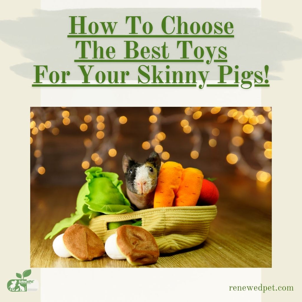How To Choose The Best Toys For Your Skinny Pig!