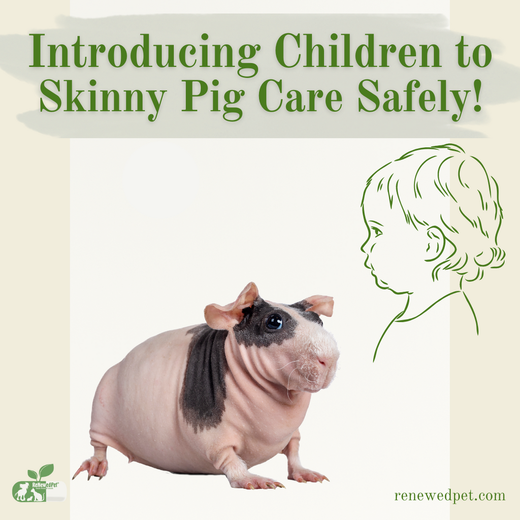 Introducing Children to Skinny Pig Care Safely!