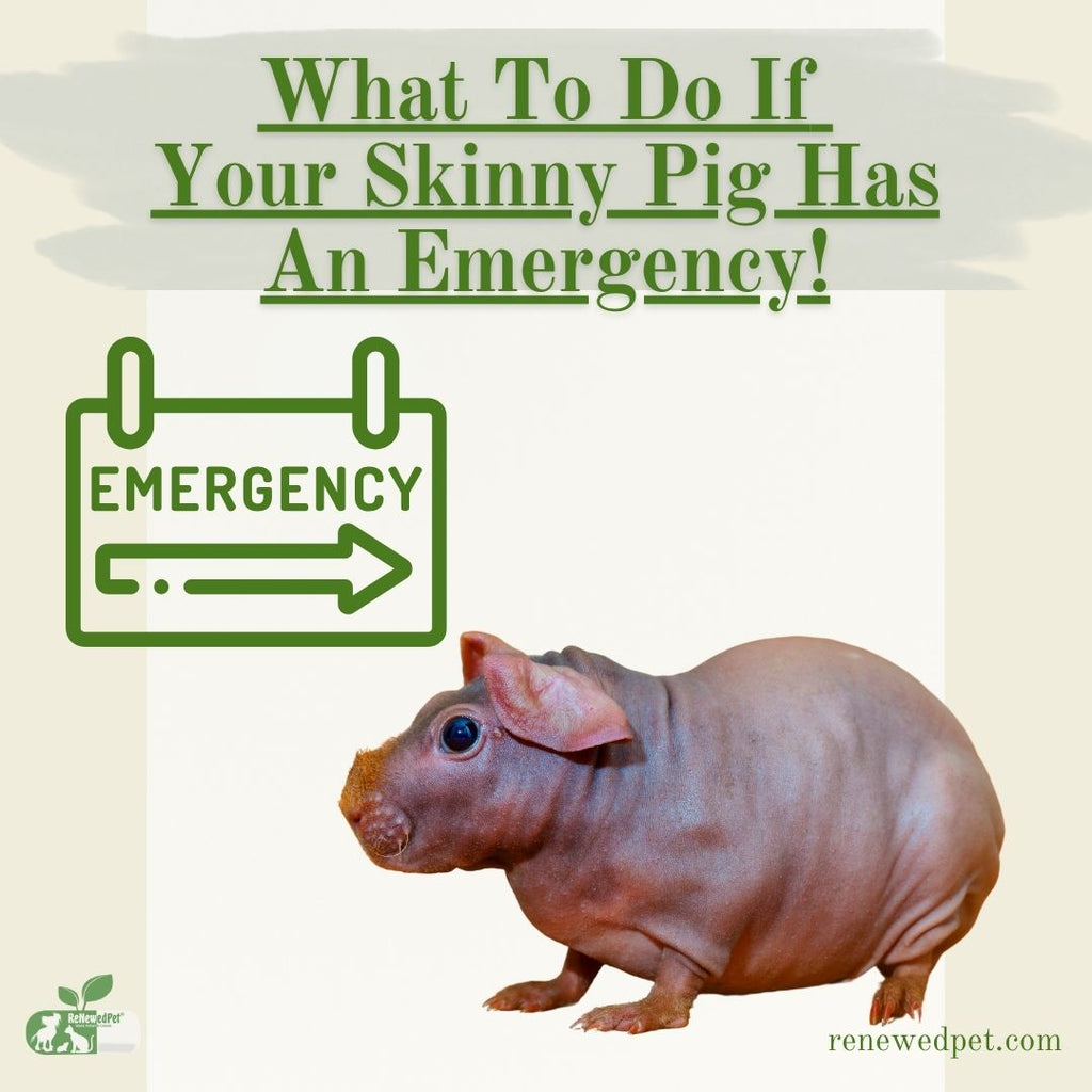 What To Do If Your Skinny Pig Has An Emergency!