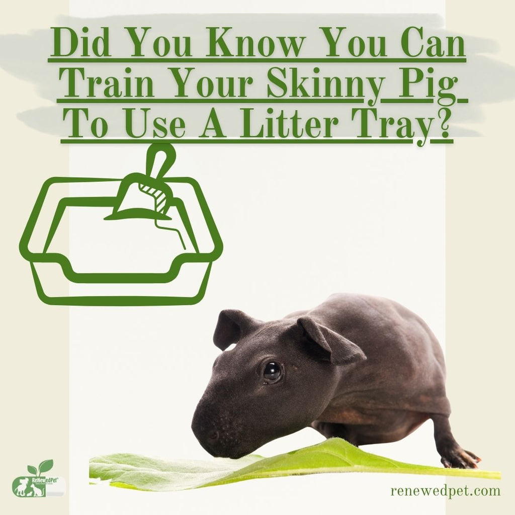 Did You Know You Can Train Your Skinny Pig To Use A Litter Tray?