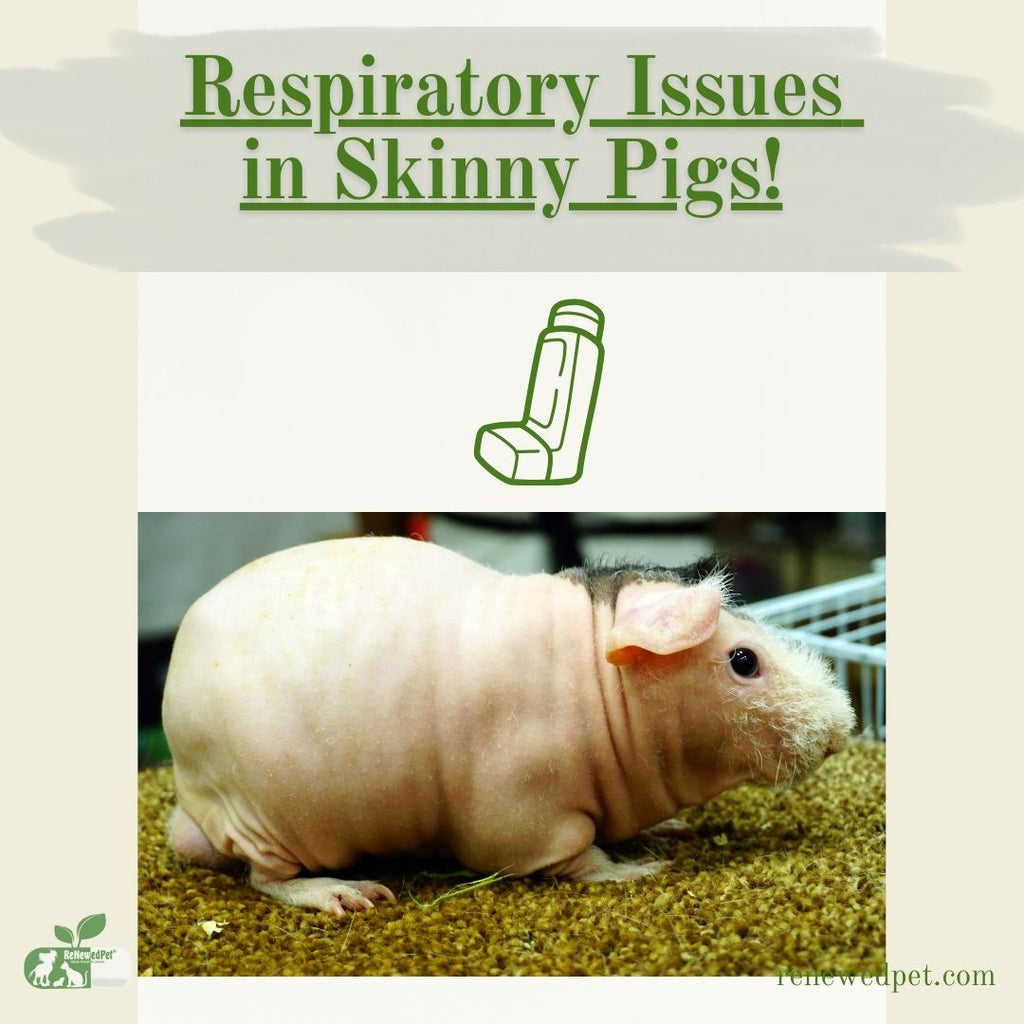 Respiratory Issues in Skinny Pigs!